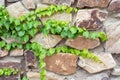 Close-up of the green ivy on a stone wall, a beautiful background Royalty Free Stock Photo