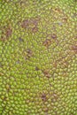 Close up green Jackfruit for texture Royalty Free Stock Photo