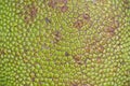 Close up green Jackfruit for texture Royalty Free Stock Photo