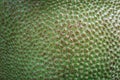 Jackfruit surface Royalty Free Stock Photo