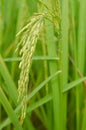 Close up of green jasmine rice