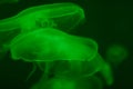 Close up green jellyfish in the ocean. Blurred green background. Free space. Diving and hiking. The underwater world and its life Royalty Free Stock Photo