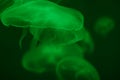 Close up green jellyfish in the ocean. Blurred green background. Free space. Diving and hiking. The underwater world and its life Royalty Free Stock Photo