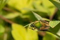 Green June Beetle Adult Royalty Free Stock Photo