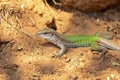 Green jungle Runner, Jardim d`Amazonia, San Jose do Rio Claro, Mato Grosso, Brazil Royalty Free Stock Photo