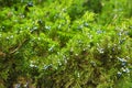 Close up on green juniper with juniper berry. Juniperus excelsa or Greek Juniper. Blue berries are used as spices and in