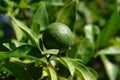 A close up of green key lime fruit Citrus aurantiifolia on a branch, copy space