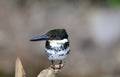 Close up of a Green Kingfisher Chloroceryle americana female