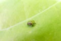 Close up green Ladybird beetle or ladybug Coccinellidae on green leaf
