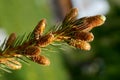 Close up of green larch branch with small cones Royalty Free Stock Photo