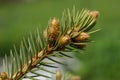 Close up of green larch branch with small cones Royalty Free Stock Photo