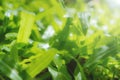 Close-up on a green lawn for background, The morning sun shining on a green grass natural background texture.