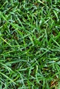 Close up of green lawn with drops of water dew. Top view, Selective focus.