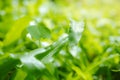 Close-up on a green lawn for background, The morning sun shining on a green grass natural background texture