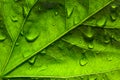 Close-up of a green leaf Royalty Free Stock Photo
