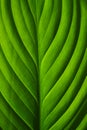 Close-up of Green Leaf