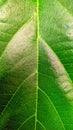 Close up of green leaf Royalty Free Stock Photo