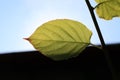 A close up of green leaf of Actinidia kolomikta the kolomikta or variegated-leaf hardy kiwi backlit by the sun Royalty Free Stock Photo