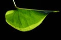 Close-up of a green leaf against a dark background in the backlight. You can see the veins and grain Royalty Free Stock Photo