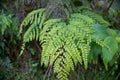 Close up of green leaf of alpine fern plant with fractal leaf structure