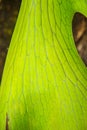 Close up green leaf, Aristolochia indica parasite