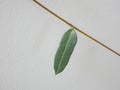 close up, a green leaf that attaches with a brown branch