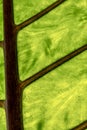 Close up of green leaf Royalty Free Stock Photo