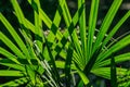 Close up green leaf background lady palm or Bamboo palm leaf Rhapis exclesa, PLAMAE.