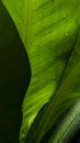 Close up green leaf background with water splash raindrop