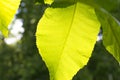 Close up of green leaf backlit by the sun Royalty Free Stock Photo