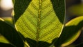 Close up of a green leaf backlit by sunlight highlighting its intricate Royalty Free Stock Photo