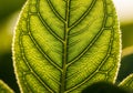 Close-up of a green leaf backlit by sunlight, showcasing detailed Royalty Free Stock Photo
