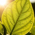 The leaf s translucent texture reveals detailed vein patterns, wi Royalty Free Stock Photo