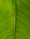 Close up green leaf with beautiful layer for background. Royalty Free Stock Photo