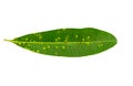 Close up green leaf of Blackboard Tree, Devil Tree, Alstonia scholaris Linn. R. Br.Saved with clipping path