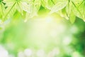 Close up green leaf blurred background,fresh nature view beautiful,with sunlight and bokeh in park,Concept relaxation and natural Royalty Free Stock Photo