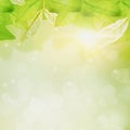 Close up green leaf blurred background,nature view beautiful,with sunlight and bokeh in park,Concept relaxation and natural Royalty Free Stock Photo