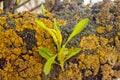 Close-up of green leaf bud on a trunk with yellow lichen, on a tree branch Royalty Free Stock Photo