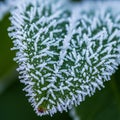 Background is blurred, emphasizing the texture and detail of the frost on Royalty Free Stock Photo