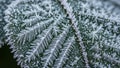 A close up of a green leaf covered with intricate frost patterns Royalty Free Stock Photo