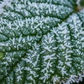 White against the deep green of the leaf, providing a striking Royalty Free Stock Photo