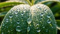 The background is softly blurred emphasizing the focus on the leaf and droplets Royalty Free Stock Photo