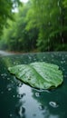 Close-up on green leaf covered with rain drops. Water splashes on wet surface. Rich forest trees blurred in background during Royalty Free Stock Photo