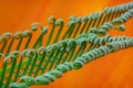 Close-up of green leaf of Cycas, sago palm tree on bright orange background. Natural exotic texture Royalty Free Stock Photo