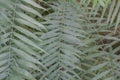 Close up of green leaf of Cycas Tree Japan, Background with leaf of Cycas close up and textured, Beautiful green leaf Royalty Free Stock Photo