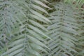 Close up of green leaf of Cycas Tree Japan, Background with leaf of Cycas close up and textured, Beautiful green leaf Royalty Free Stock Photo