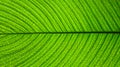 Close up of a green leaf with dark lines or veins Royalty Free Stock Photo