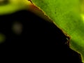 Close-up of a green leaf with a detailed view of its texture. Royalty Free Stock Photo