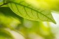 Close up Green leaf details.soft focus. Royalty Free Stock Photo