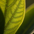 Is blurred emphasizing the leaf s detailed structure creating a Royalty Free Stock Photo